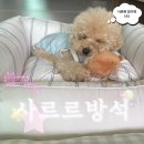 엘르독 | 엘르독 사르르 방석 바닐라라떼 내돈내산 후기