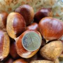 옥광 알밤 일반밤 판매 합니다 이미지