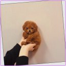 함께 있어줄개 이미지