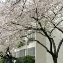 온천천시민공원 영산홍 이미지