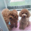 멍냥싸롱 이미지