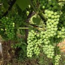 이안농장 이미지