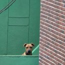 미스터피자 영도점 | 부산 행복 버스 타고 연유폭탄한판데니쉬 먹는 6월 일상 반토막 모아보기