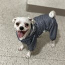 이츠펫 두정점 네이버블로그