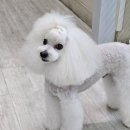 앤독살롱