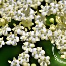 으뜸부동산공인중개사사무소 이미지