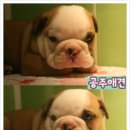 공주애견&BlackDog
