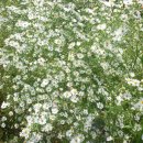 은빛유치원 이미지