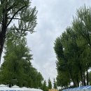 보강천 미루나무숲 | 어린이날 맞이 증평 보강천 미루나무숲 소풍 후기