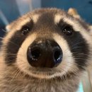 참호도과자 | [충남 대전] 대신제과 천안역사점 /천안역 호두과자 솔직후기