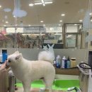 멍멍친구 애견샵 이미지