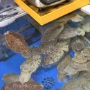 여수수산시장 회센터 추천 | 수산물특화시장 부산송도회센타 솔직 후기