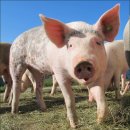 돈수농장 이미지