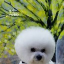 슈가독살롱 이미지