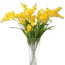 후리지아 이미지