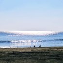 샤카서프 스테이 | 겨울 서핑! 양양으로 가는 대신 영덕 샤카 서프에 간 이유