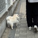 꿀시봉 | 2026 03 (2)