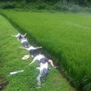 명지리앵두마을 이미지