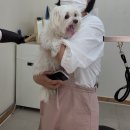 뷰티몽 | 심바 미용 만족으로 지니도 뷰티몽 재방문☺️