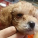 24시 안박동물병원 이미지