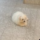 노이펫 강아지 고양이분양 춘천점 | 춘천브리더분양 춘천강아지분양 춘천꼬숑분양 춘천특수견분양 춘천꼬숑분양후기 춘천특수견분양후기