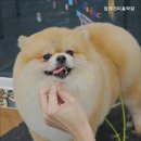 캄애견미용학원 네이버블로그