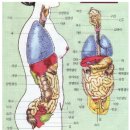 오장육부 이름과 위치 익히기 이미지