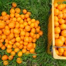 조삼모아 이미지