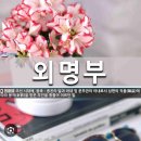 함께 알아보는 용어 : 외명부 (外命婦) 외사정(外司正) (240) 이미지