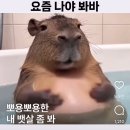 데일리바스켓 네이버블로그