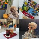 [서재/카페 추천] 애견 동반 가능 카페, 덤덤커피바 🐶💖