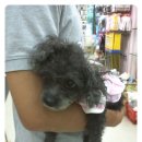 엄마손 동물병원 이미지