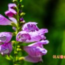 이시돌쉼터 이미지