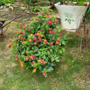 화가의정원 이미지