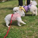 강아지유치원CAREDOGS