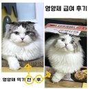 [고양이 영양제] 영양제 급여 3주 후기, 효과 있는 거 같아요 선생님. 내새끼 건강하자