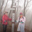 봉화산약초