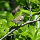 어청도의 쇠솔새(Phylloscopus borealis) 이미지