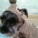 김쌤애견 이미지