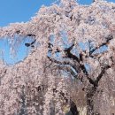 안순네밥집 | 정독도서관 벚꽃 창경궁 야간개장 너무 예뻤던 풍경들