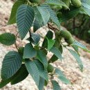 오리나무 이미지