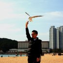 부산갈매기 이미지