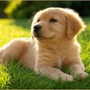 미래펫 동물병원 이미지