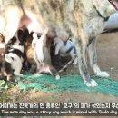 자기 스스로 자기 살 집을 간택한 강아지 복실이 이미지