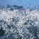 꽃피는 봄이 오면 이미지