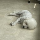 눈보뛰 프리미엄 | 나주 교육 전문 애견 유치원 눈보뛰 프리미엄 추천해요