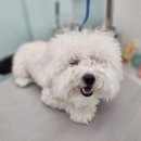 큐티하개_함 이미지