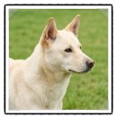 빌리지독 이미지