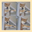 놀다올개 이미지