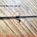 에버그린 이미지